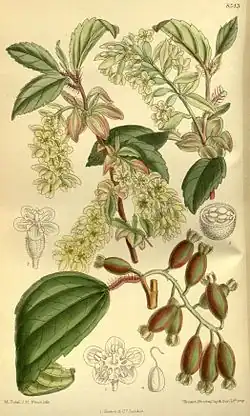 Изображение смородины лавролистной из Curtis's Botanical Magazine (1914 г.)