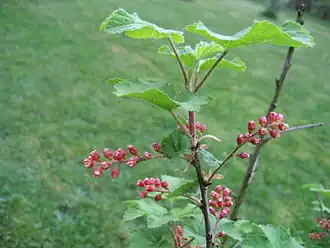 Цветущая смородина Мейера