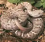 Гребненосый гремучник