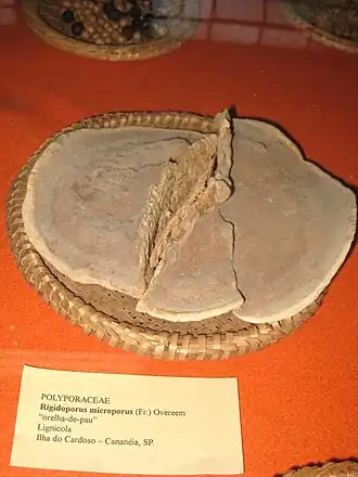 Rigidoporus microporus  (Ботанический музей Сан-Паулу)