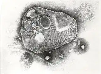 Вирус чумы крупного рогатого скота