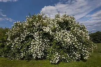 Philadelphus coronarius