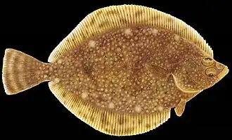 Lepidopsetta bilineata — Двухлинейная камбала