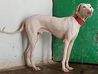 Раджапалайям