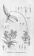 Rodriguezia obtusifolia и Rodriguezia pubescens из книги Flora Brasiliensis vol. 3 pt. 6 tab. 39, 1904-1906 гг.