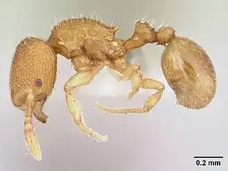 Муравей Rogeria alzatei