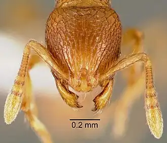 Муравей Rogeria creightoni