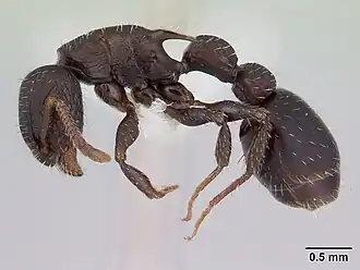 Romblonella palauensis