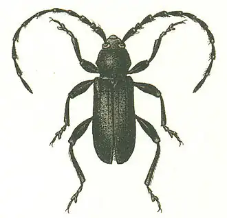 Ropalopus clavipes
