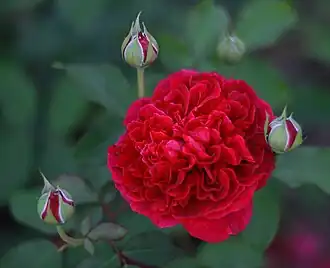 Rosa 'William Shakespeare 2000'Россия. Владимирская область