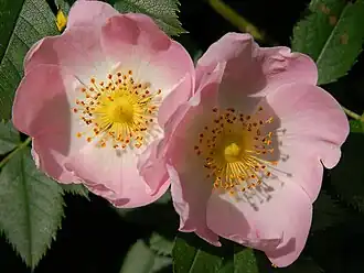 Цветки шиповника собачьего