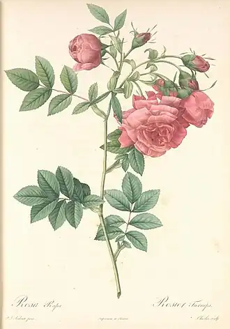 Rosa rapaботаническая иллюстрация из Redoute P.J., Les roses, 1817