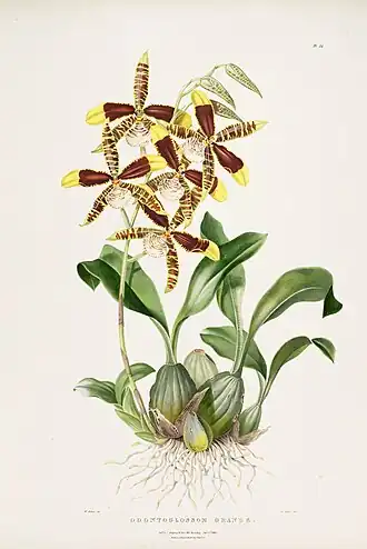 Rossioglossum grande
Ботаническая иллюстрация из книги "The Orchidaceae of Mexico and Guatemala", pl. 24, 1840 г.