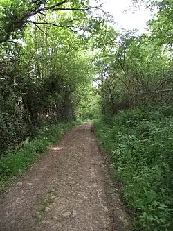 Дорога в лесу