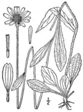 Rudbeckia fulgida