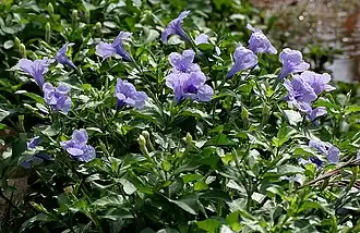 Руэллия клубненосная