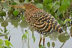 Молодая птица