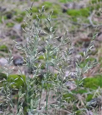 Овсяница овечья