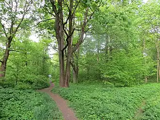 Самосев в восточной части парка