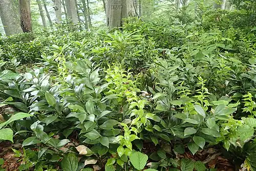 Букняк рододендровый. Впереди иглица колхидская.