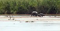 Бегемоты в национальном парке Рузизи
