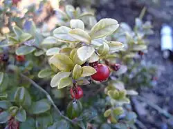 Ягоды Брусники