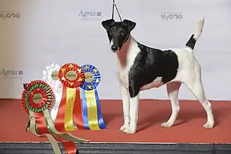 Гладкошёрстный фокстерьер