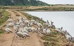 Серые пеликаны