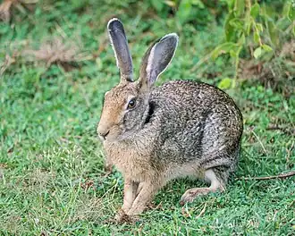 Темношеий заяц