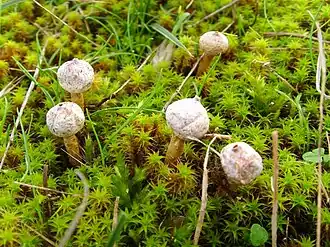 Тулостома зимняя