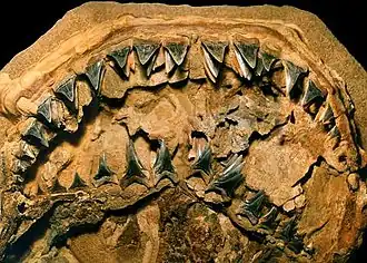 Голотип челюстей и зубов (UF 226255)
