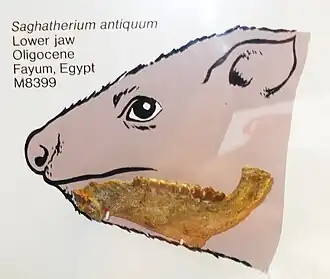 Saghatherium antiquum