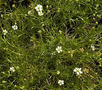 Мшанка шиловидная, цветущие растения