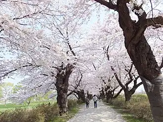 Цветение сакуры в парке