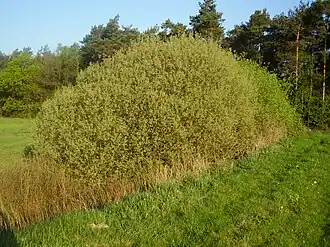 Общий вид взрослого растения