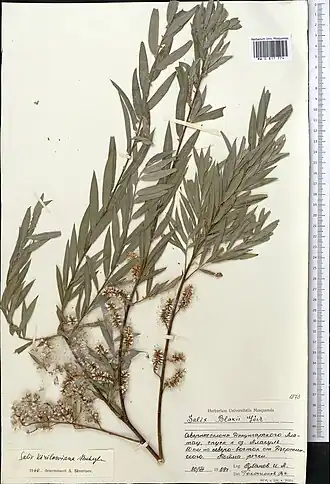 Гербарный образец