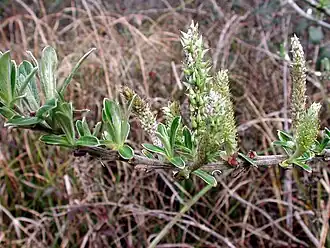Ветки с листьями и серёжками