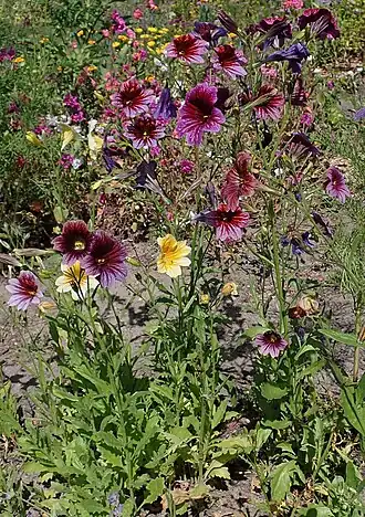 Сальпиглоссис выемчатый