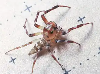 Самец Noegus sp. (Эквадор)