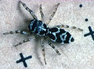 Самка Cyllodania sp.