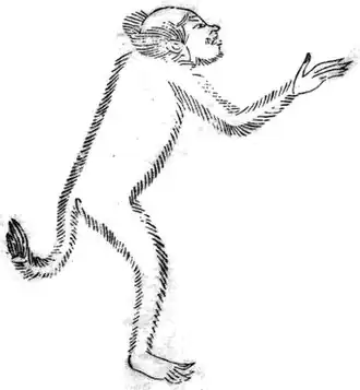 Бацу (иллюстрация из китайской энциклопедии «Сань-цай ту хуэй[кит.]», 1607&nbsp;г.)