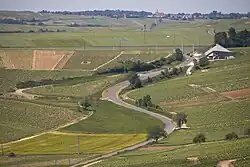 Сансерские виноградники в июне