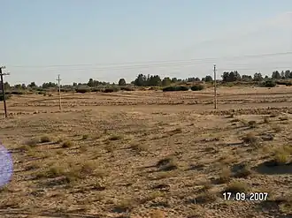 Пески Большие Барсуки. Закрепление песков тростниковыми кулисами.