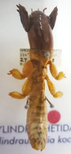 Cylindraustralia kochii