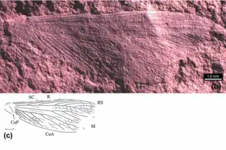 Santonitermes transbaikalicus