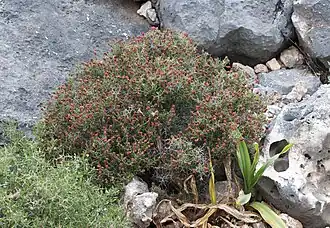 Саркопотериум колючий