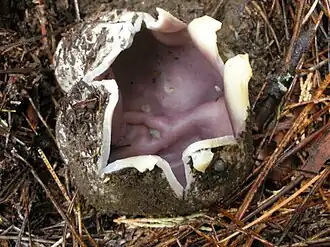 Плодовое тело