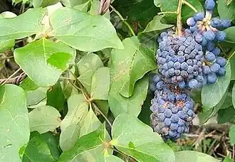 Плоды и листья Сарджентодоксы клиновидной