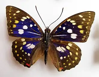 Sasakia charonda (самец)