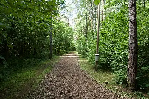Лесопарк в городе Сауэ